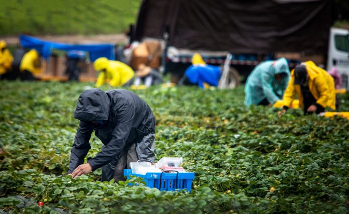 AdobeStock_344070207_Field workers in raincoats picking stawberries periodo di prova