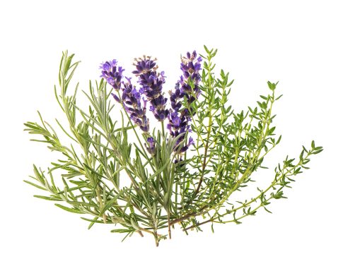 Oli essenziali contro mosche e moscerini oli essenziali