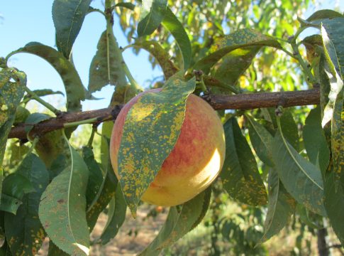 Controllare la capacità fotosintetica delle piante da frutto piante da frutto