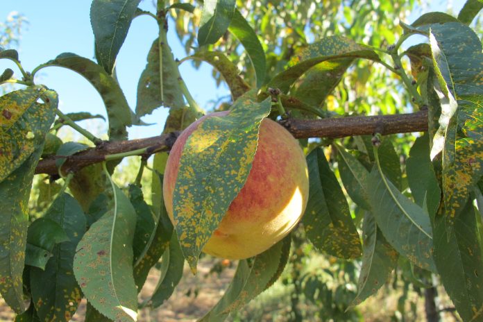 Caponero_occhio_sud_17_2025_1_ruggine su pesco piante da frutto