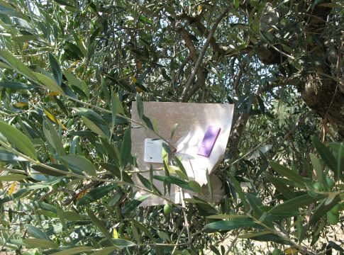 Olivo, gestire la mosca senza larvicidi abbattenti mosca olivo