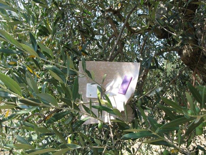 Caponero_occhio_sud_18_2025_1_trappola mosca olivo