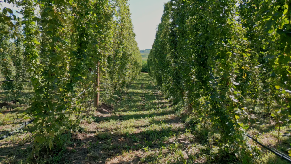 Luppolo sempre più coltivato (con soddisfazione) in Piemonte