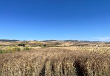 Grano duro, le varietà consigliate secondo le prove Crea grano duro