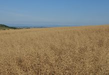 Colza, un’altra annata con produzioni scarse colza