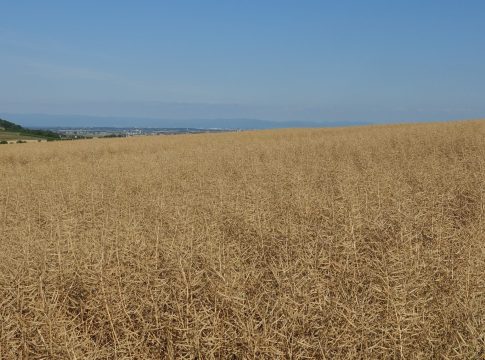 Colza, un’altra annata con produzioni scarse colza