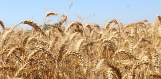 Grano duro, resa modesta, buona qualità e soprattutto basso prezzo grano duro