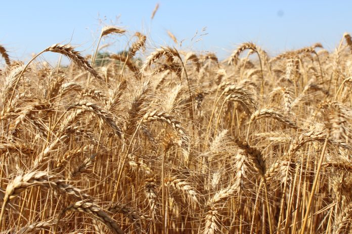 Gualandi_grano duro_IMG_9060 grano duro