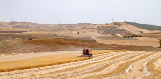 Grano duro, in Sicilia campagna complessa con qualche sprazzo di luce grano duro