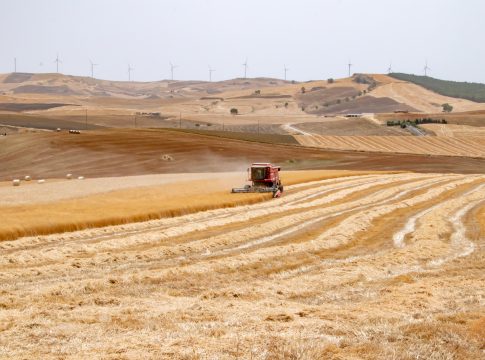 Grano duro, in Sicilia campagna complessa con qualche sprazzo di luce grano duro