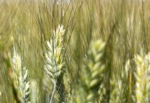 Grano duro, sarà premiato solo quello alto proteico grano duro