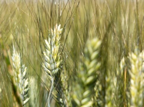 Grano duro, sarà premiato solo quello alto proteico grano duro