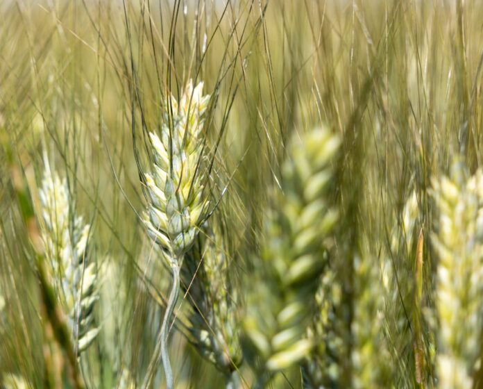 grano duro