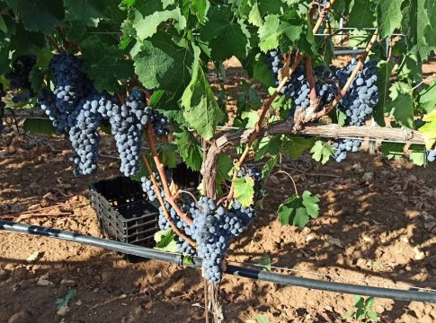 Puglia, dai vitigni Piwi “vini di qualità equiparabile ai tradizionali” vitigni piwi