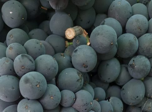 Prevenire il cracking anche nell’uva da vino cracking