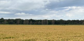 Riso, commercio globale e clima: Ue stretta tra difesa interna e nuove tensioni internazionali riso