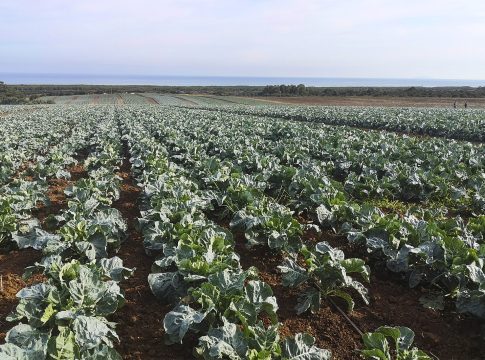 Quarta gamma: insalata in crisi? Si punta sugli ortaggi tipici quarta gamma