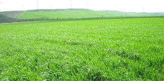 Grano duro, in Puglia un’annata difficile e con poche prospettive grano duro