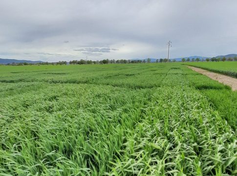 Frumento tenero, le migliori varietà secondo le prove Crea grano tenero