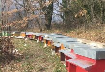 Puglia, apre bando in favore dell’apicoltura per il 2026 apicoltura