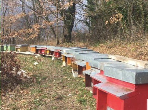 Puglia, apre bando in favore dell’apicoltura per il 2026 apicoltura