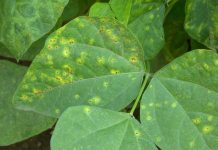 Fagiolo: con pioggia e umidità, possibili recrudescenze di batteriosi batteriosi fagiolo