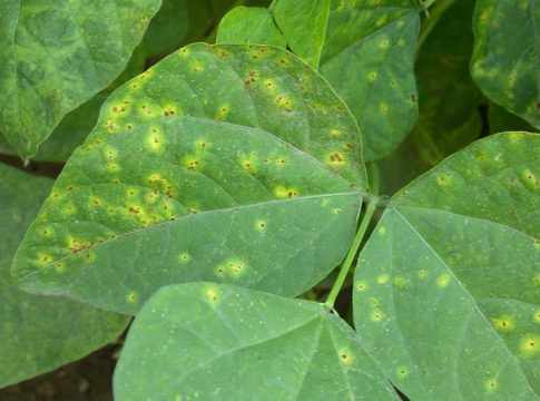 Fagiolo: con pioggia e umidità, possibili recrudescenze di batteriosi batteriosi fagiolo