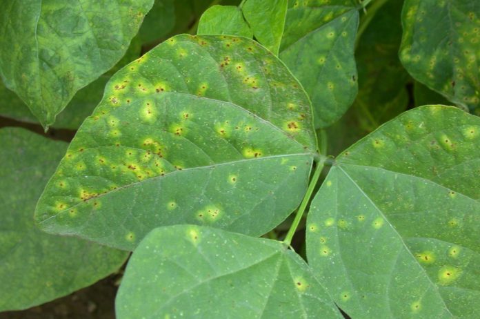 fagiolo-batteriosi1_Sintomi di maculatura alonata su foglia di fagiolo batteriosi fagiolo