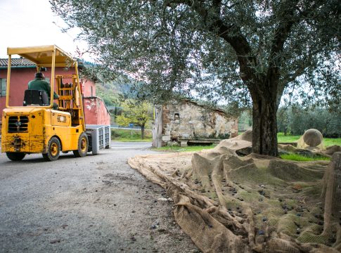Olio evo, produzione in crescita del 30% rispetto al 2024 olio evo