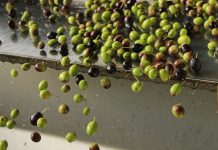 Frangitura hi-tech con frangitori multilama per oli di qualità superiore