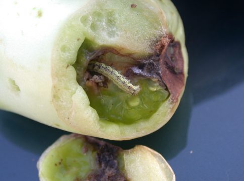 Solanacee: i lepidotteri più attivi in estate lepidotteri