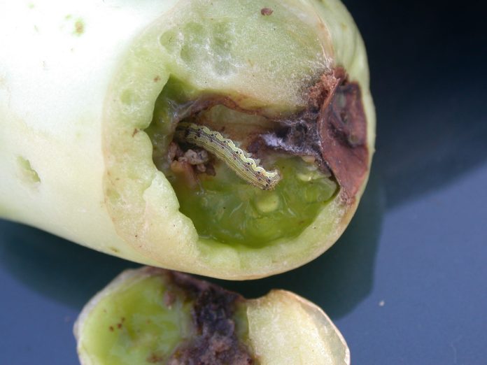 pomodoro-Heliothis armigera in frutto lepidotteri