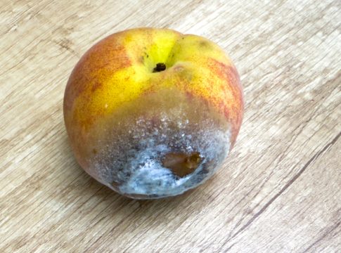 Micotossine: la gestione va dal campo al post-raccolta micotossine