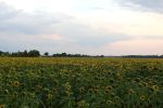 Concimazione e scelta ibridi, le ultime novità per il girasole girasole
