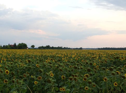 Concimazione e scelta ibridi, le ultime novità per il girasole girasole
