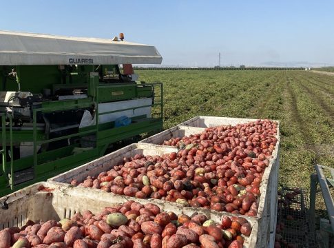 Pomodoro da industria al Sud, le diverse facce di un’annata complessa pomodoro sud