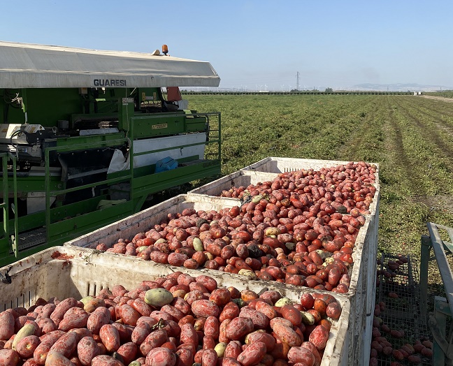 Apertura pomodoro sud