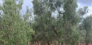 nubifragio nel brindisino