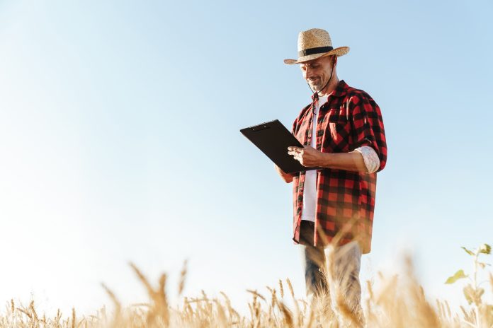 Agricoltore campo_image of pleased adult man looking aside while standing at cerea grano duro