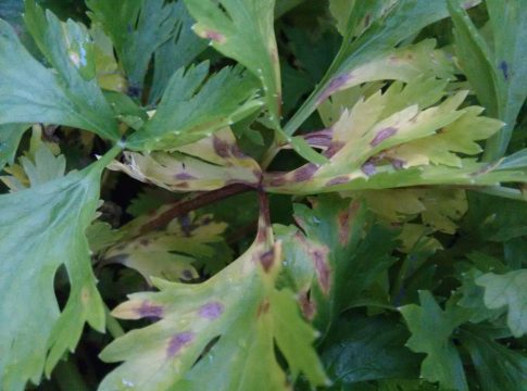 Sedano, pericolo cercosporiosi se l’autunno è mite e piovoso cercosporiosi