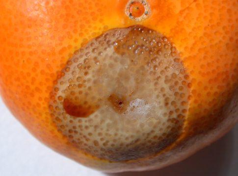 Agrumi, clima ideale per la mosca mediterranea agrumi