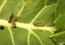 Crucifere, fitofagi pericolosi nella fase post trapianto crucifere