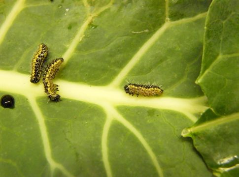 Crucifere, fitofagi pericolosi nella fase post trapianto crucifere