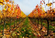 manutenzioni vigneto