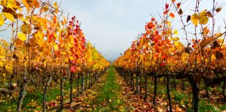 manutenzioni vigneto