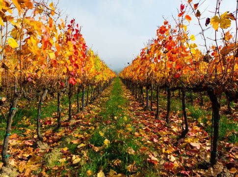 manutenzioni vigneto