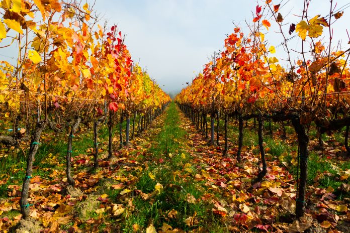 manutenzioni vigneto