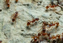 formica di fuoco