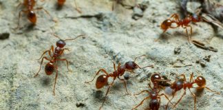 formica di fuoco