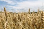 Frumento, verso una concimazione di fondo più efficiente